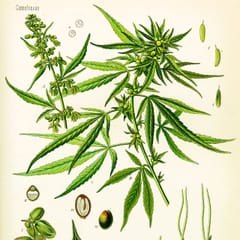 A botanical color plate of the cannabis plant, showing its long-fingered leaves, flowers, and seeds in numbered detail drawings.