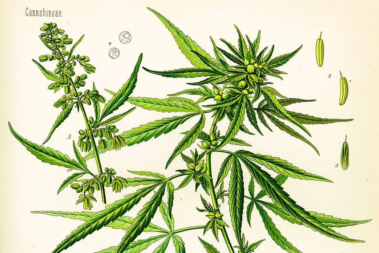 A botanical color plate of the cannabis plant, showing its long-fingered leaves, flowers, and seeds in numbered detail drawings.
